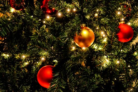 Beautiful Photo christmas spruce
