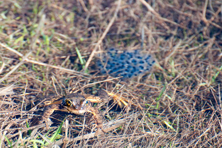 Mountain yellow-legged frog and eggs