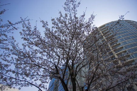 4 Tree