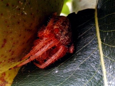 Fruit spider 
