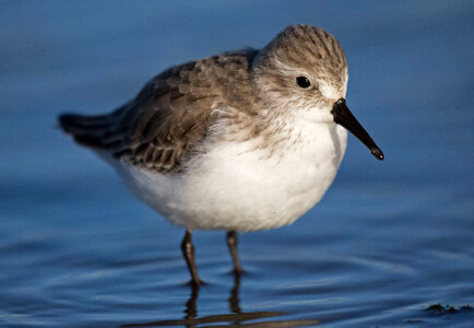 Western Sandpiper in winter photo