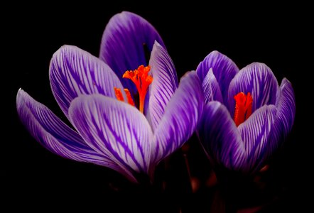 Close up purple flower photo
