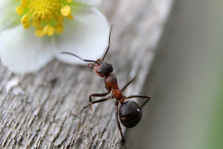 Insect macro animal photo