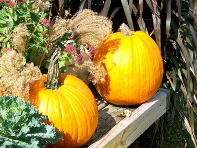 Pumpkin fall plant