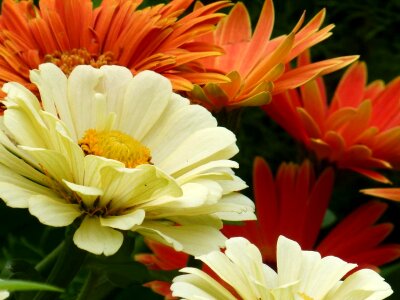 Blossom summer petal