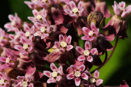 Common Milkweed closeup photo