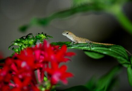 Animal reptile green photo