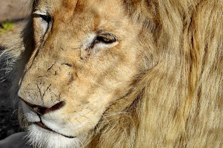 Lion safari cat photo