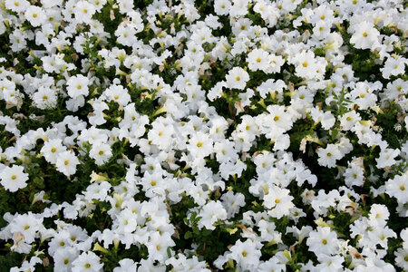 Flower Background