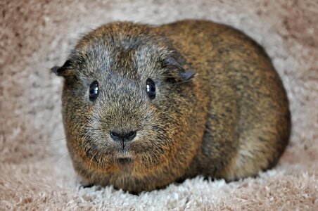 Black buff-agouti nager rodent