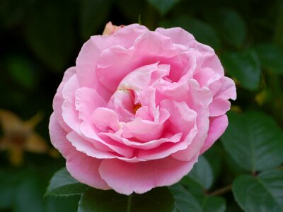 Bloom love marry