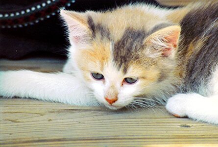Kitten photo