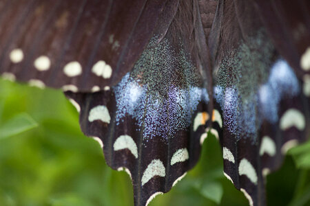 Spicebush Swallowtail-1 photo