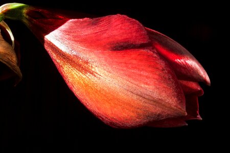 Flower plant botany