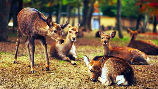 Animal animals deer photo