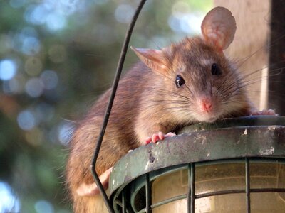 Rat rodent animal photo