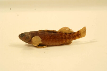 Etheostoma asprigene-2