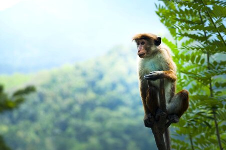 Animal exotic mammal