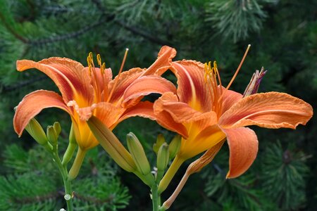 Close-Up flower garden lily