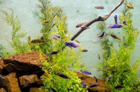 Ecosystem fins fish photo