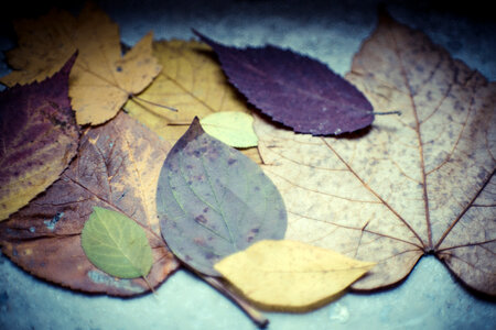 Colourful Autumn Leaves photo