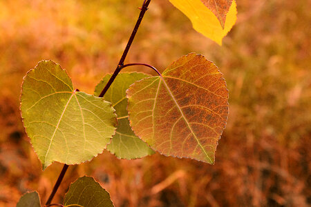 Autumn Leaves