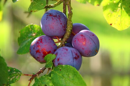 Fruit delicious vitamins