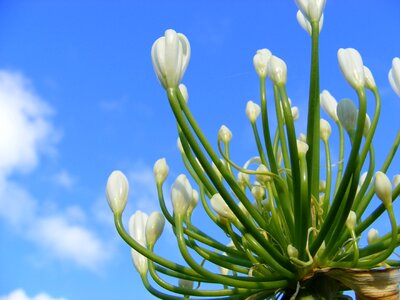 Agapanthus white sky photo