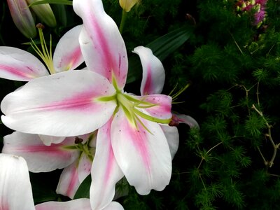 Amaryllis blossom pink photo