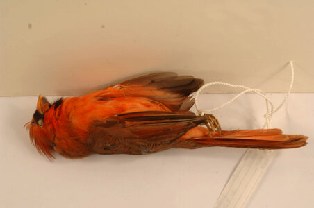 Cardinalis cardinalis-3