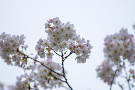 48 Cherry tree
