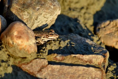 Amphibian big rocks camouflage