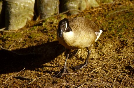 Canada close goose