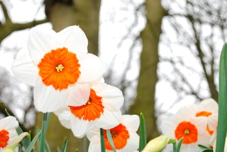 Spring narcissus daffodil photo