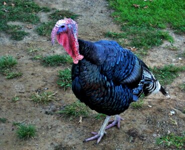 Poultry thanksgiving autumn photo