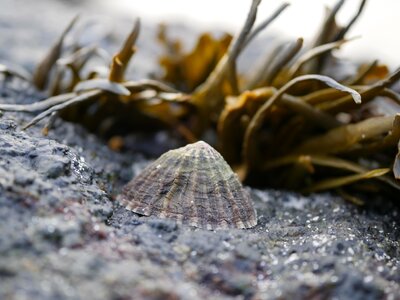 Animal clam closeup close up