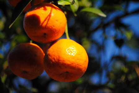 Orange Plants Tree