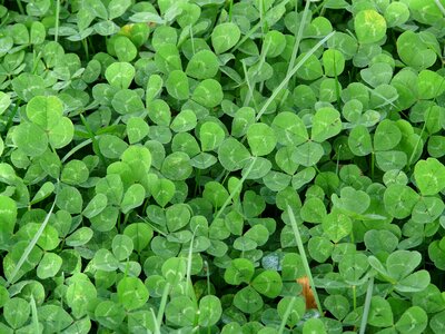 Red clover fodder plant green photo