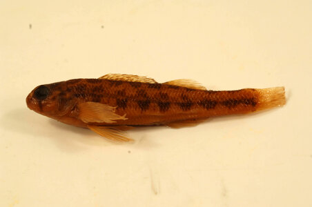 Etheostoma tennesseense-10