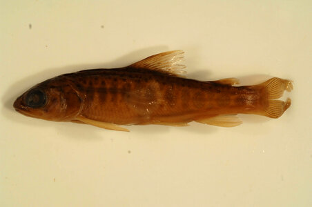 Salmo trutta-4