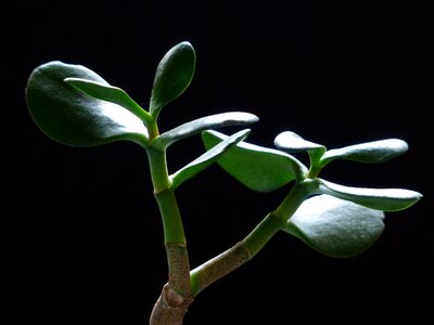 Green crassula ovata waxflower photo