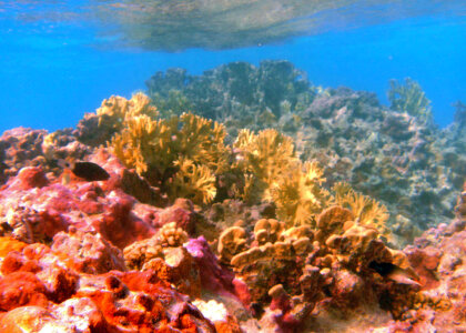Coral reef with trigger fish photo