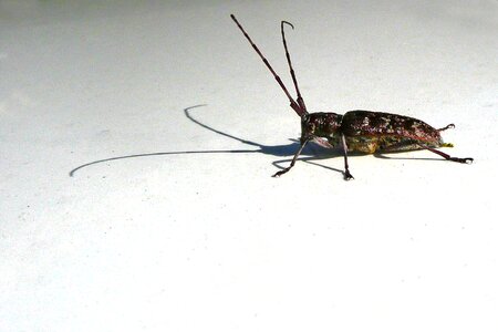 Bug insect antenna