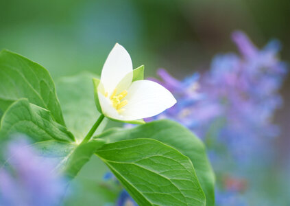 Wildflowers and green grass in the field. photo