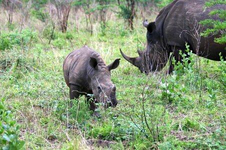 Rhino safari south africa photo