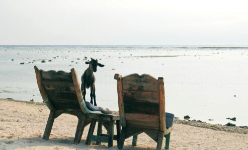 Animal beach bench photo