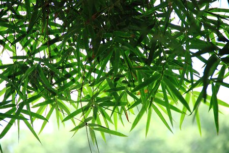 Green bamboo spring
