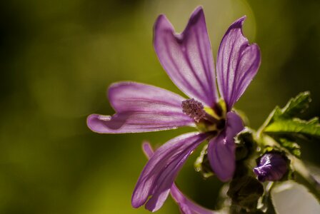 Summer flowers marion nature photo