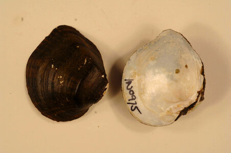 Truncilla truncata-4