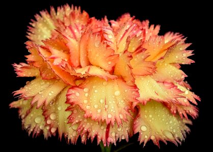 Orange red nature
